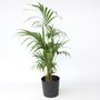 Voir la diapositive 6 : PLANT IN A BOX Palmier Kentia - Howea forsteriana - Hauteur 130-140cm - ⌀21cm
