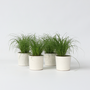 Voir la diapositive 6 : PLANT IN A BOX Herbe à chat - Set de 4 - Cyperus zumula - Hauteur 30-40cm - ⌀12cm