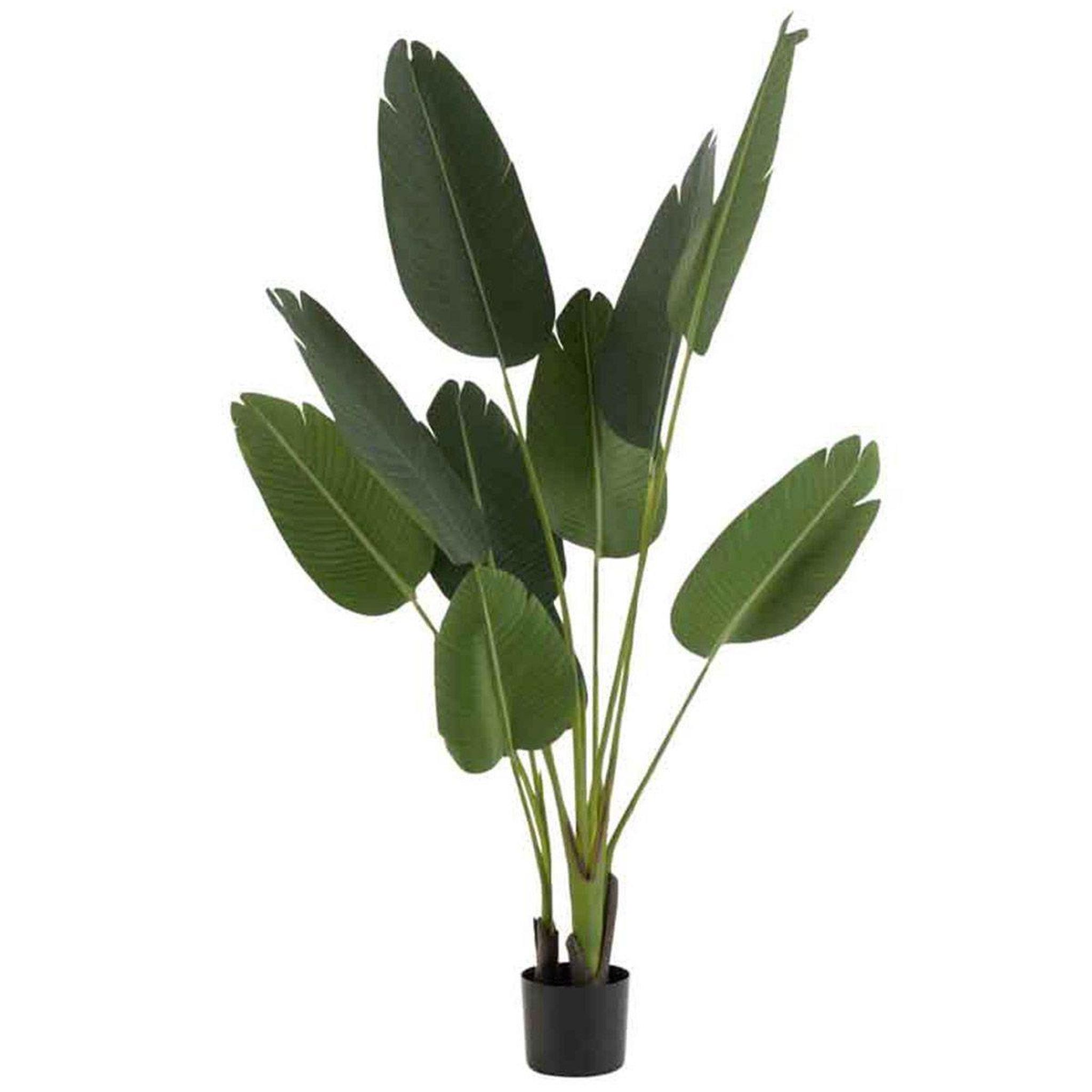 J-LINE Plante artificielle en pot  strelitzia  165cm vert