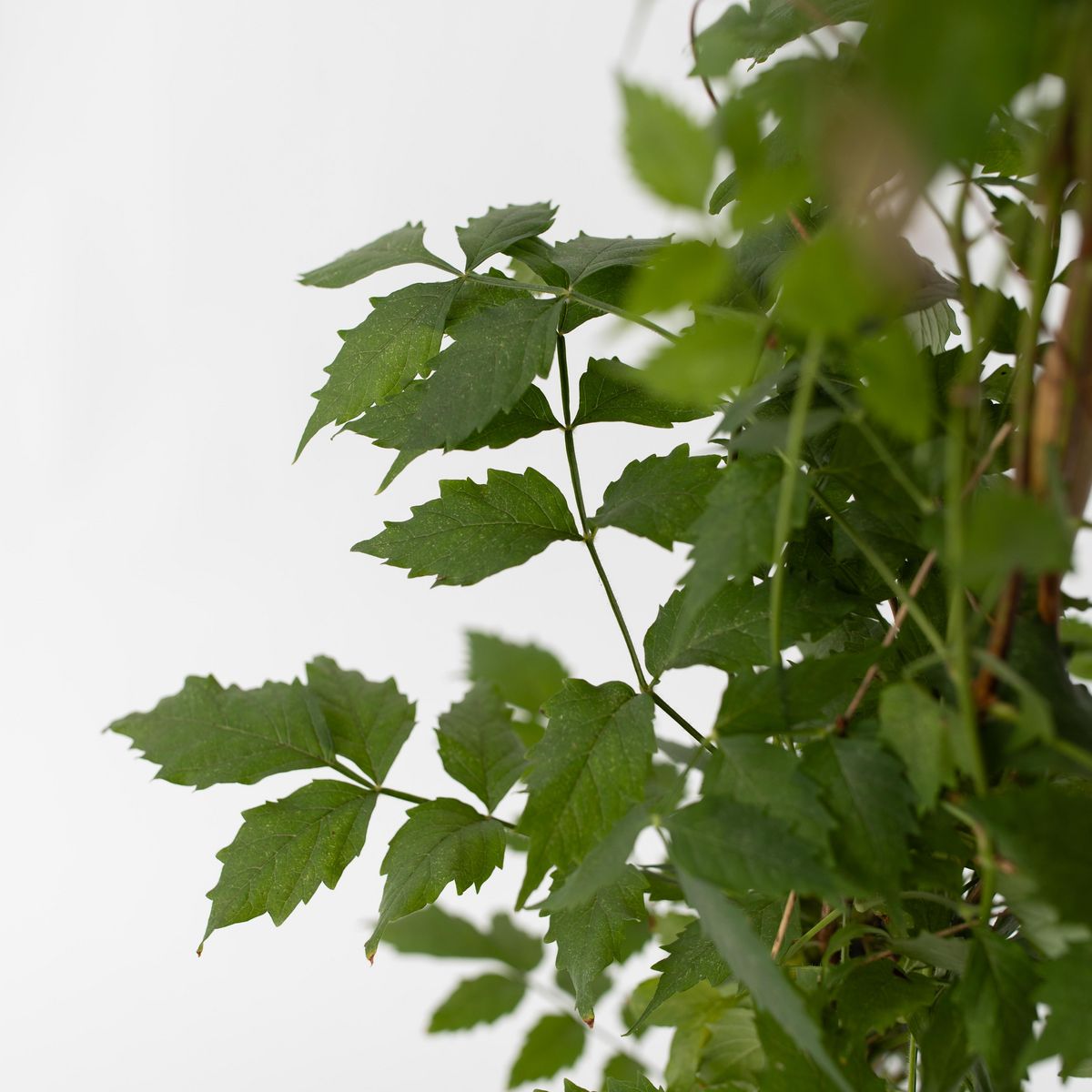 PLANT IN A BOX Bignone à trompettes - Set de 2 - Campsis 'Mme Galen' - H110-120cm - ⌀17cm