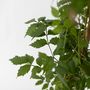Voir la diapositive 3 : PLANT IN A BOX Bignone à trompettes - Set de 2 - Campsis 'Mme Galen' - H110-120cm - ⌀17cm