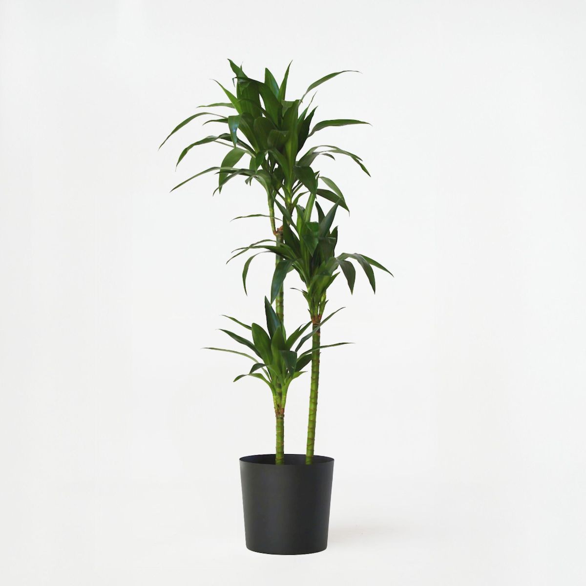 PLANT IN A BOX Dragonnier - Dracaena deremensis 'Janet Craig' - Hauteur 140-150cm - ⌀24cm