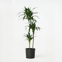Voir la diapositive 6 : PLANT IN A BOX Dragonnier - Dracaena deremensis 'Janet Craig' - Hauteur 140-150cm - ⌀24cm