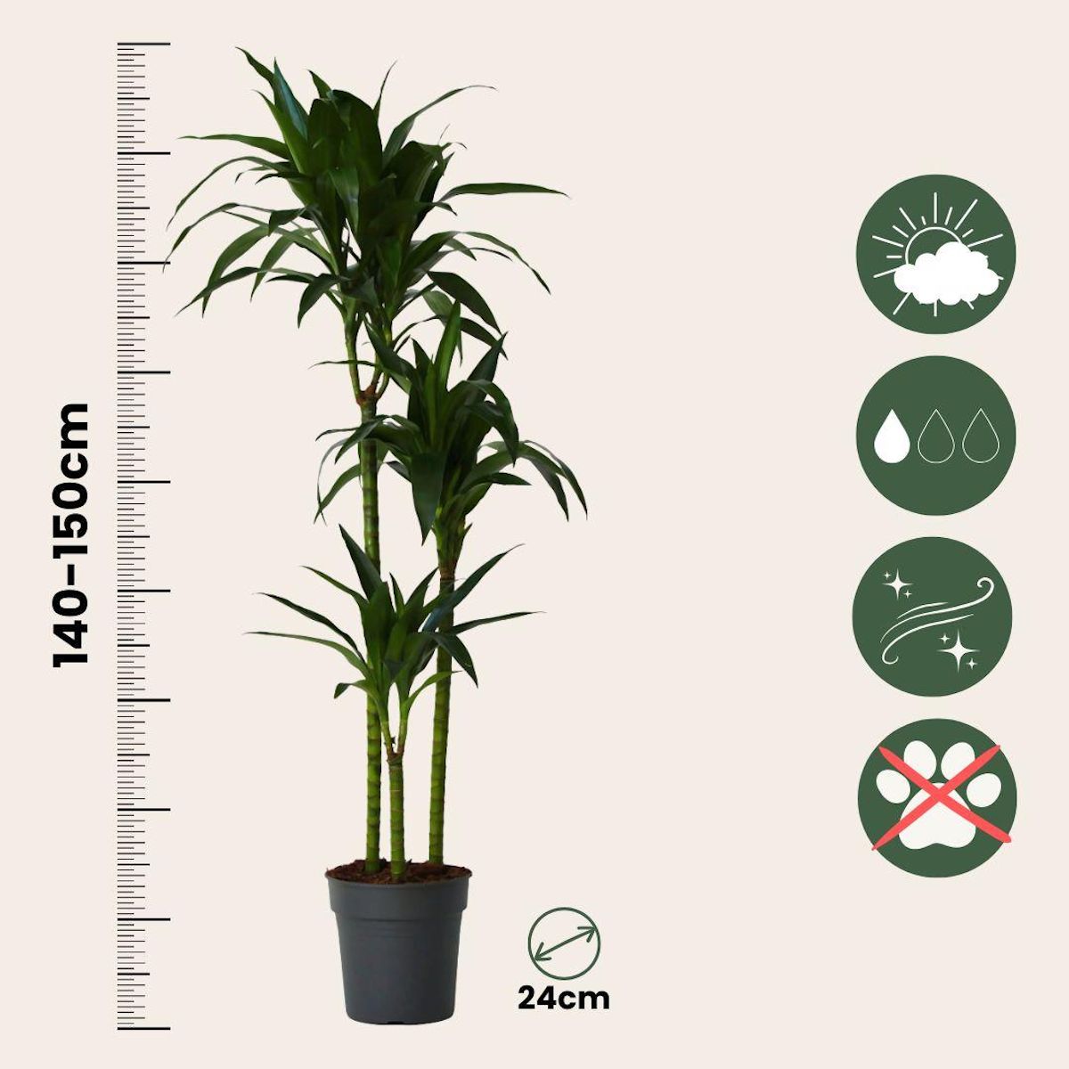 PLANT IN A BOX Dragonnier - Dracaena deremensis 'Janet Craig' - Hauteur 140-150cm - ⌀24cm