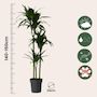 Voir la diapositive 2 : PLANT IN A BOX Dragonnier - Dracaena deremensis 'Janet Craig' - Hauteur 140-150cm - ⌀24cm