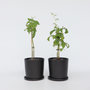 Voir la diapositive 6 : PLANT IN A BOX Framboisier - Set de 2 - Rubus idaeus 'Malling Promise' - H50-60cm - ⌀15cm