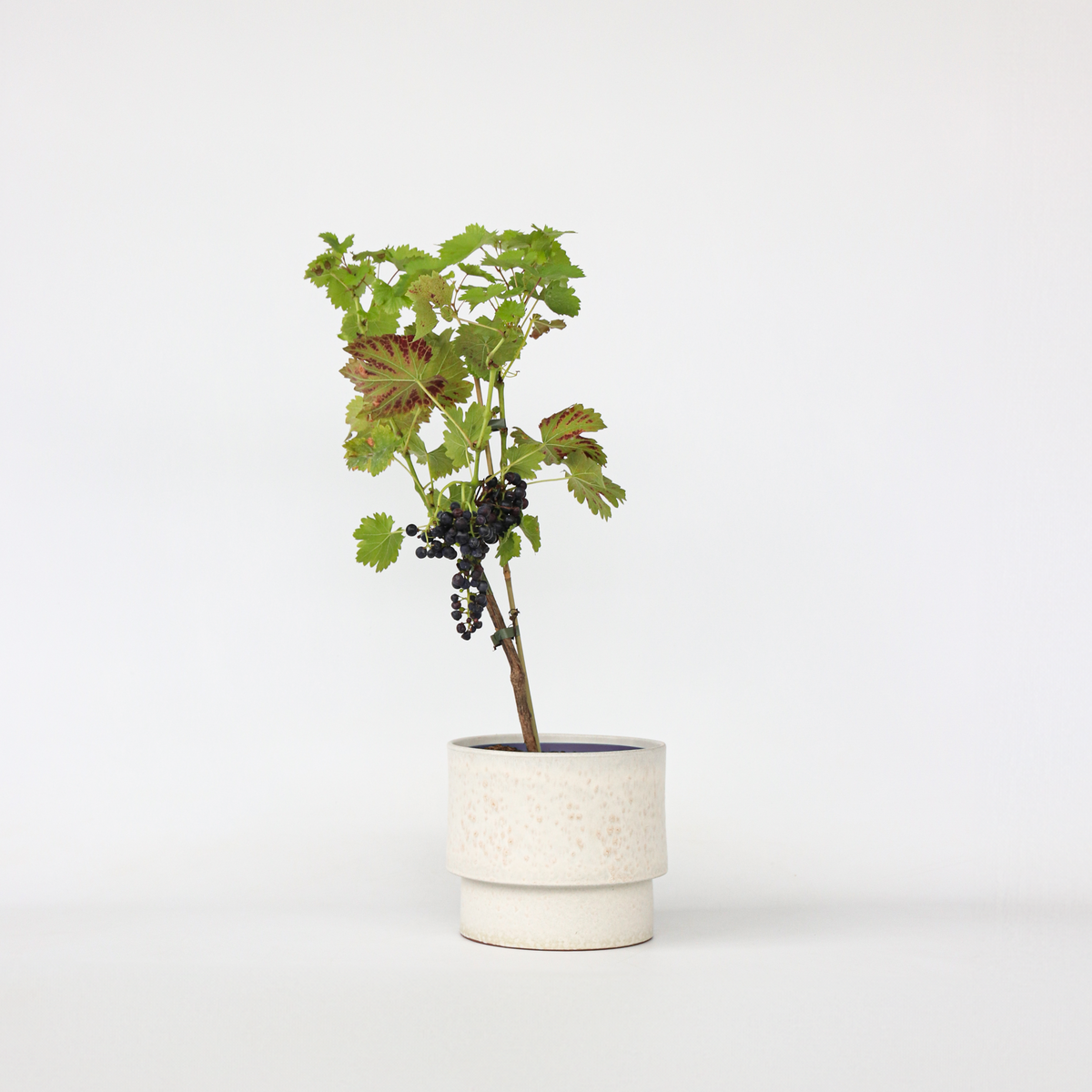 PLANT IN A BOX Vigne à raisin - Vitis vinifera ‘Nero' - Hauteur 60-75cm - ⌀21cm