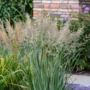Voir la diapositive 3 : PLANT IN A BOX Panic érigé - Panicum virgatum 'Heavy Metal' - Hauteur 40-60cm - ⌀23cm
