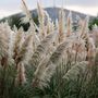Voir la diapositive 4 : PLANT IN A BOX Herbe de la Pampa - Set de 6 - Cortaderia selloana - Hauteur 25-40cm - ⌀9cm