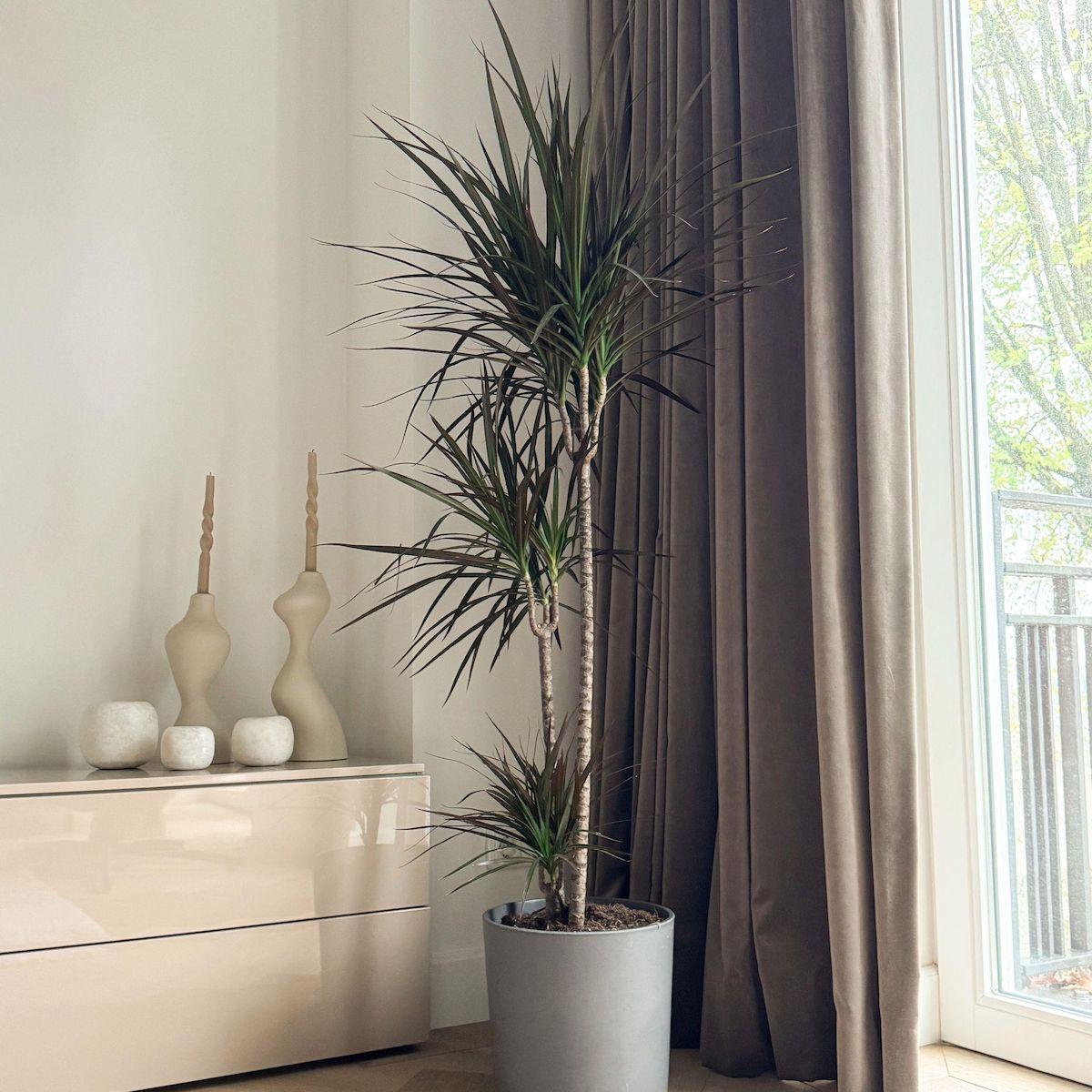 PLANT IN A BOX Dragonnier - Dracaena marginata - Hauteur 110-130cm - ⌀24cm