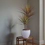 Voir la diapositive 5 : PLANT IN A BOX Dragonnier - Set de 2 - Dracaena marginata 'Magenta' - Hauteur 70-80cm - ⌀17cm