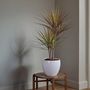 Voir la diapositive 5 : PLANT IN A BOX Dragonnier - Set de 2 - Dracaena marginata 'Magenta' - Hauteur 70-80cm - ⌀17cm