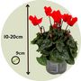 Voir la diapositive 2 : PLANT IN A BOX Cyclamen de Perse - Set de 3 - Cyclamen persicum - Hauteur 10-20cm - ⌀9cm