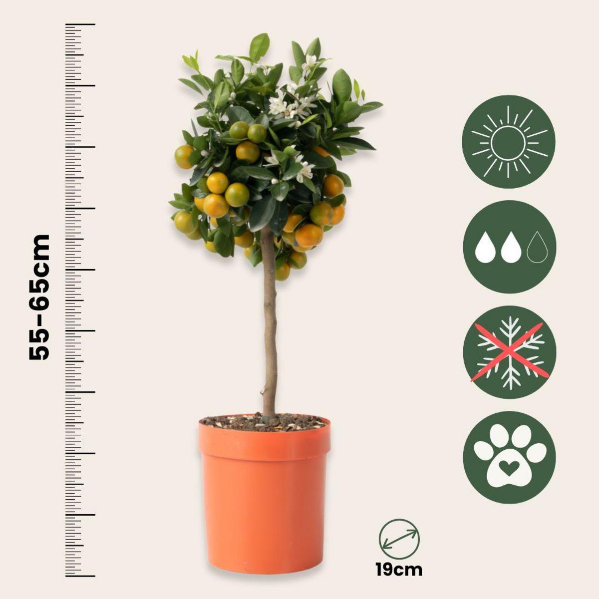 PLANT IN A BOX Citronnier - Citrus mitis 'Calamondin' - Hauteur 55-65cm - ⌀19cm
