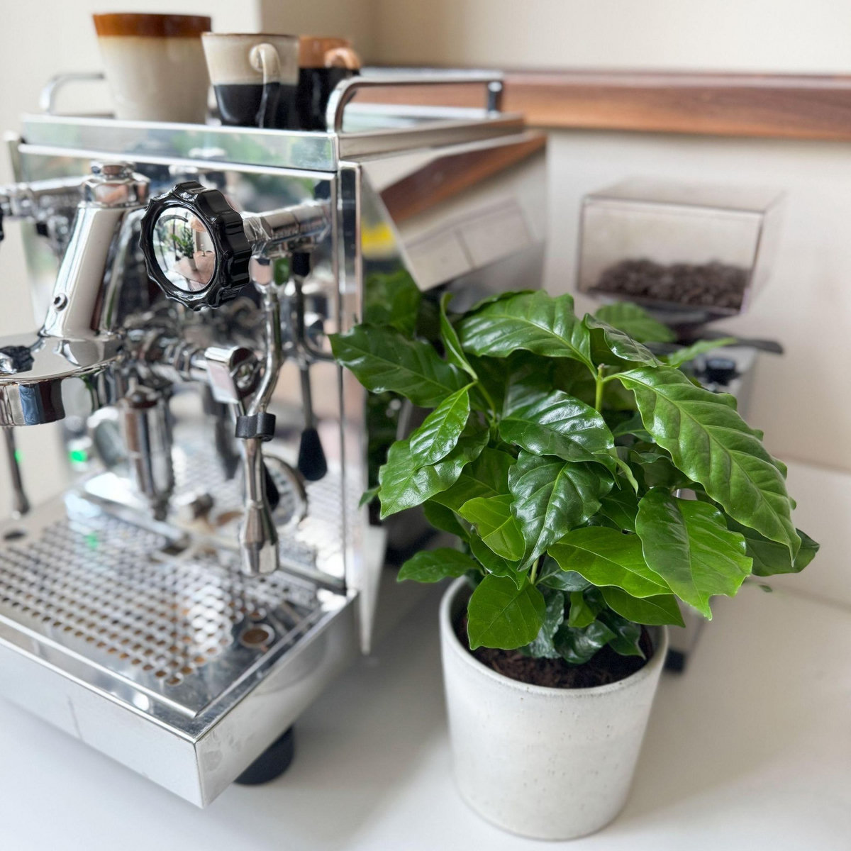 PLANT IN A BOX Caféier - Set de 2 - Coffea arabica - Hauteur 25-40cm - ⌀12cm