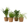 Voir la diapositive 1 : PLANT IN A BOX Plantes sans danger - Lot de 4 avec paniers - H.25-40cm - ⌀12cm