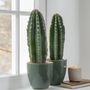Voir la diapositive 4 : PLANT IN A BOX Euphorbe ingens - Set de 2 - Euphorbia ingens - Hauteur 40-50cm - ⌀18cm