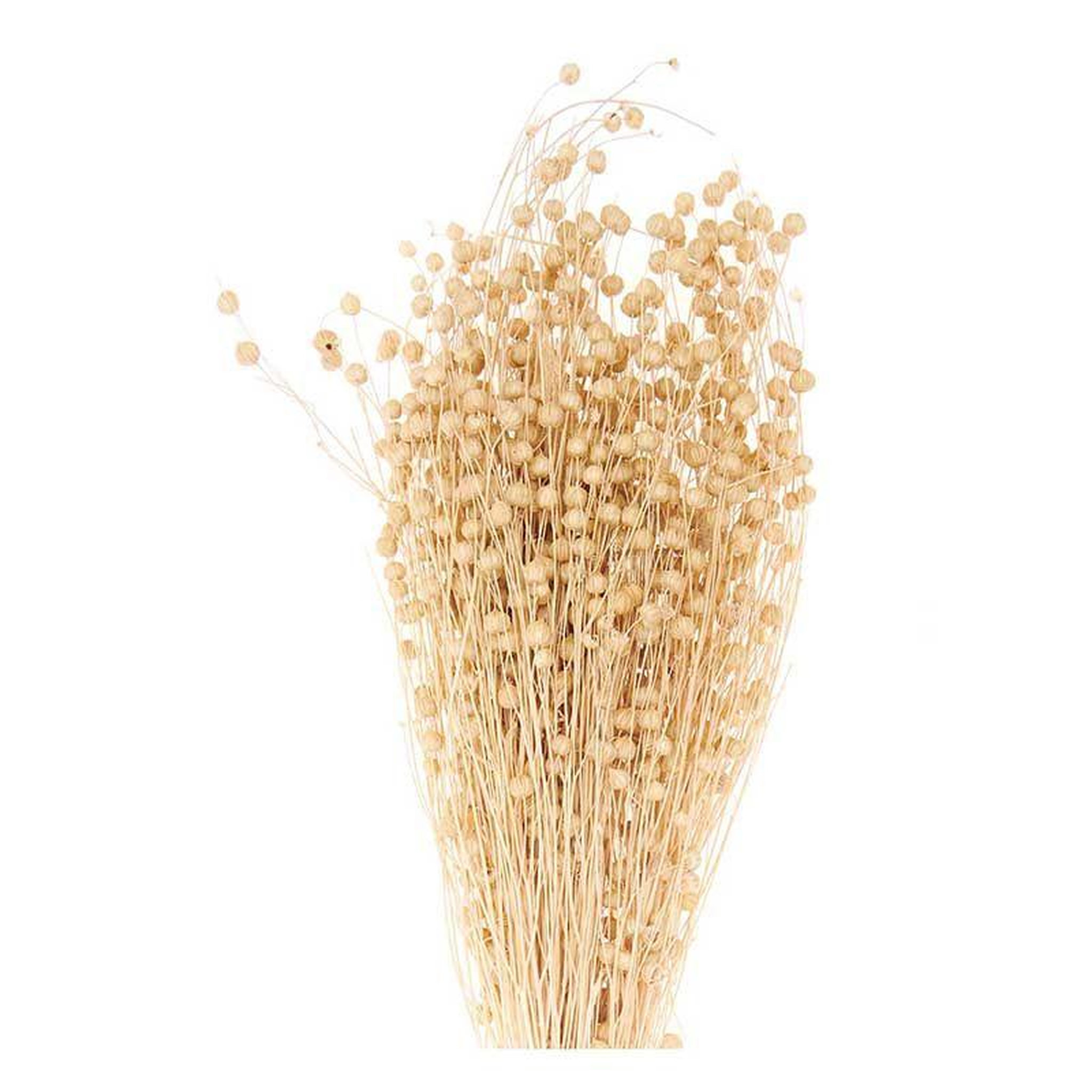 Voir la diapositive 3 : RICO DESIGN Lins séchés naturel - 70 cm