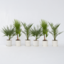Voir la diapositive 5 : PLANT IN A BOX Mélange de palmiers d'extérieur - Set de 6 - Hauteur 50-70cm - ⌀15cm
