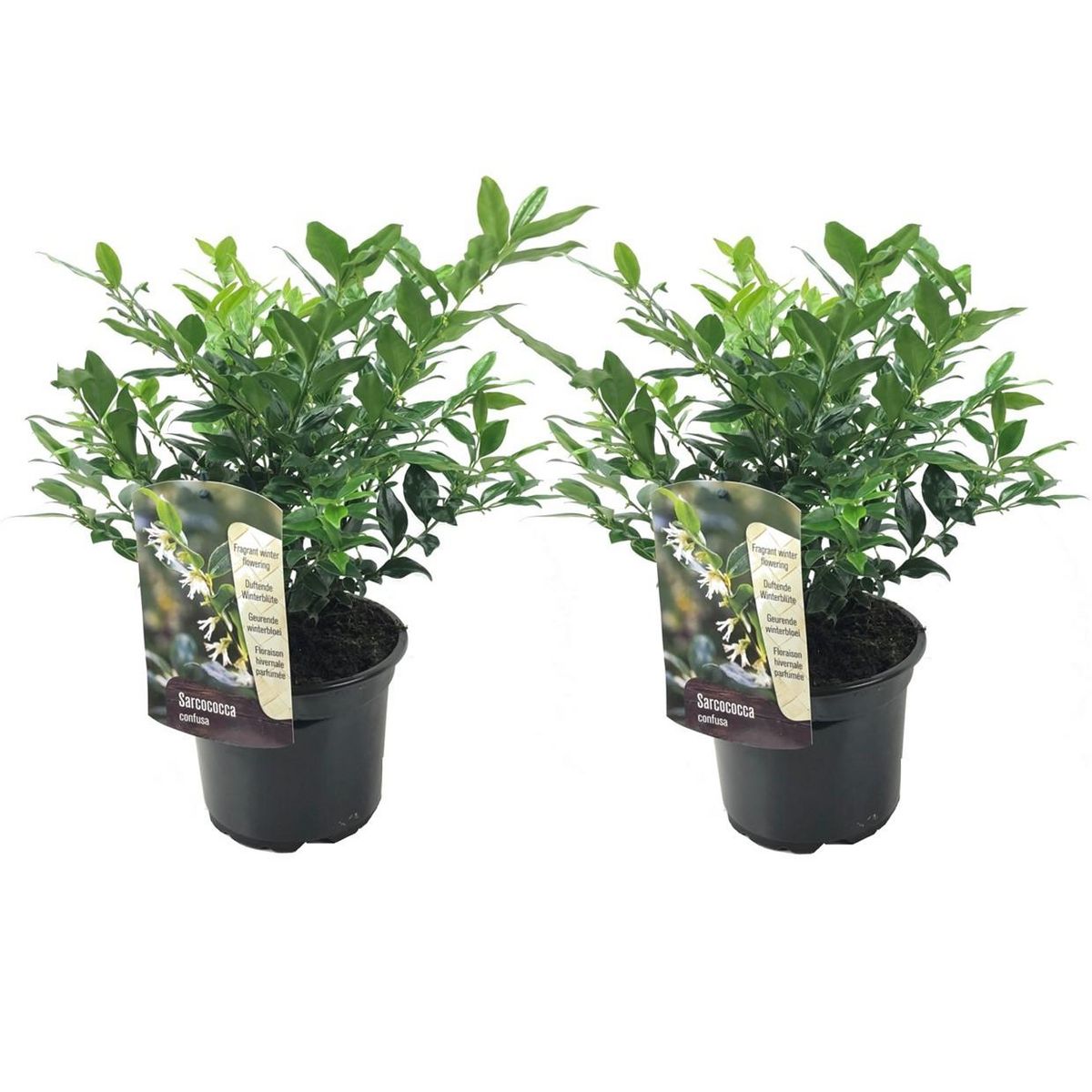 PLANT IN A BOX Sarcocoque confus - Set de 2 - Sarcococca 'Confusa' - Hauteur 30-40cm - ⌀17cm