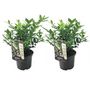 Voir la diapositive 1 : PLANT IN A BOX Sarcocoque confus - Set de 2 - Sarcococca 'Confusa' - Hauteur 30-40cm - ⌀17cm