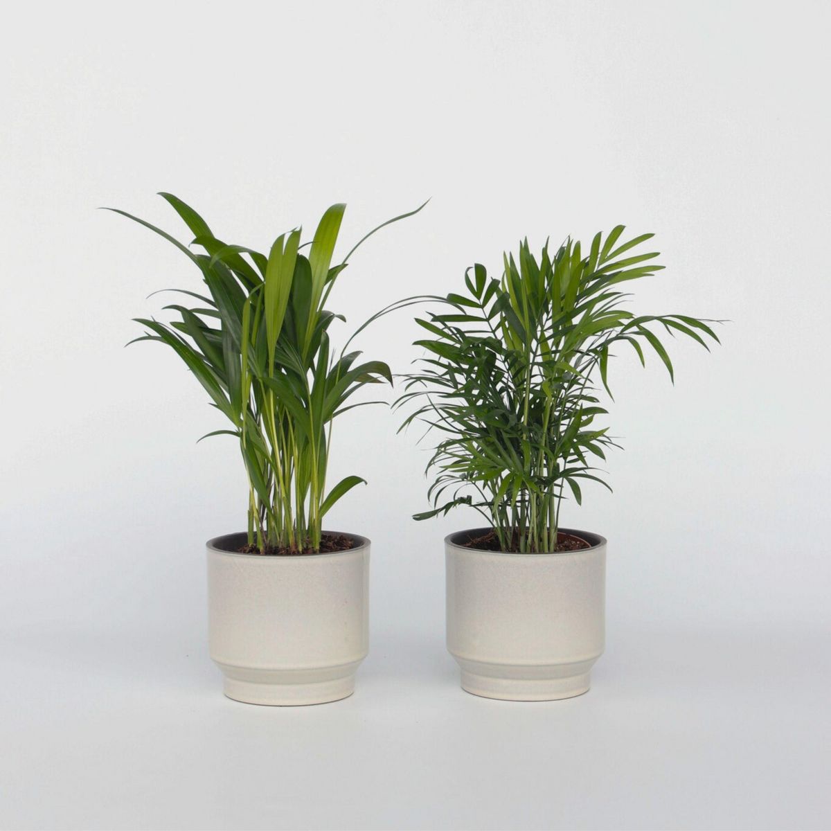 PLANT IN A BOX Palmiers d'intérieur - Set de 2 - Dypsis, Chamaedorea - Hauteur 25-40cm - ⌀12cm