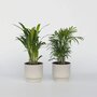 Voir la diapositive 6 : PLANT IN A BOX Palmiers d'intérieur - Set de 2 - Dypsis, Chamaedorea - Hauteur 25-40cm - ⌀12cm