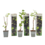 Voir la diapositive 1 : PLANT IN A BOX Cassissier - Lot de 3 - Ribes Nigrum - Hauteur 25-40cm - ⌀9cm
