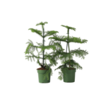 PLANT IN A BOX Pin de Norfolk - Set de 2 - Araucaria heterophylla - Hauteur 45-55cm - ⌀14cm