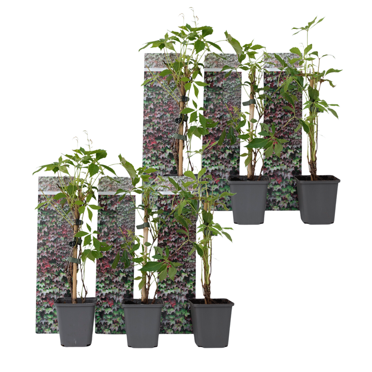 PLANT IN A BOX Vigne vierge - Set de 6 - Parthenocissus quinquefolia - Hauteur 25-40cm - ⌀9cm