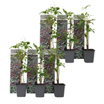 PLANT IN A BOX Vigne vierge - Set de 6 - Parthenocissus quinquefolia - Hauteur 25-40cm - ⌀9cm