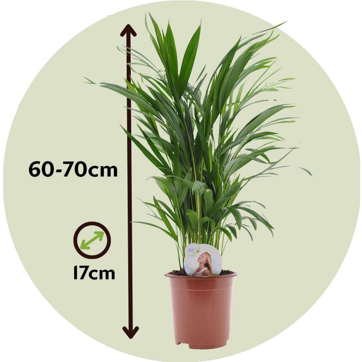 PLANT IN A BOX Palmier areca - Set de 4 - Dypsis lutescens - Hauteur 60-70cm - ⌀17cm