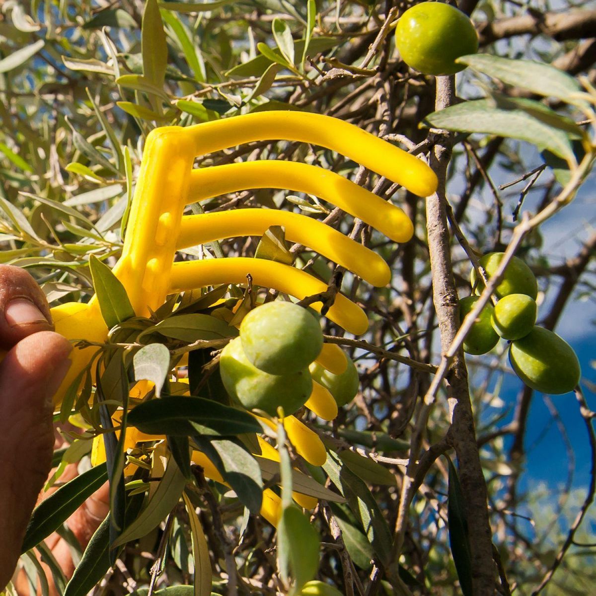 LINXOR Peigne, râteau à olives 9 dents avec manche en bois 40 cm - Jaune