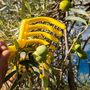 Voir la diapositive 3 : LINXOR Peigne, râteau à olives 9 dents avec manche en bois 40 cm - Jaune
