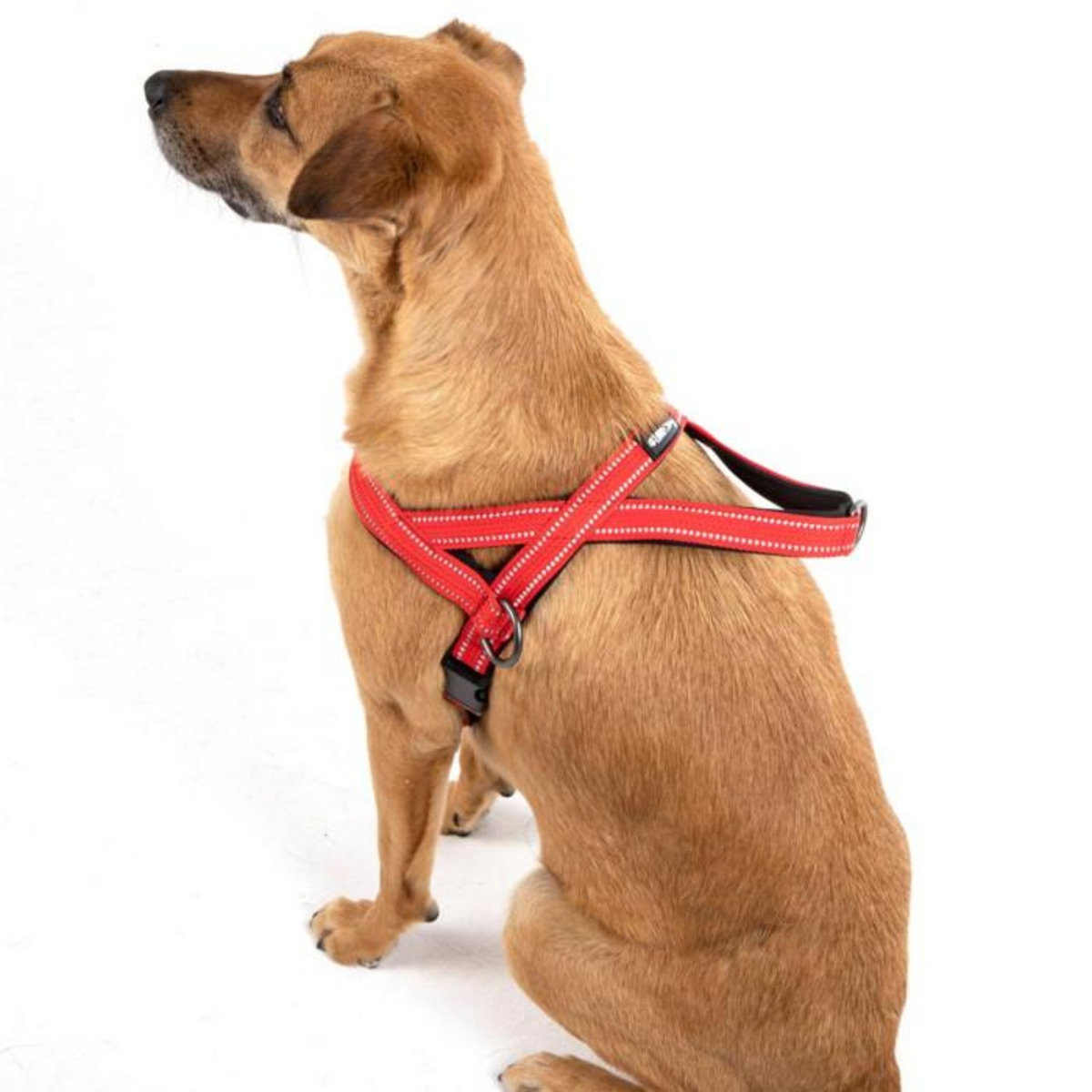 Paris Prix Harnais Norvégien  Expert Réglable  75cm Rouge