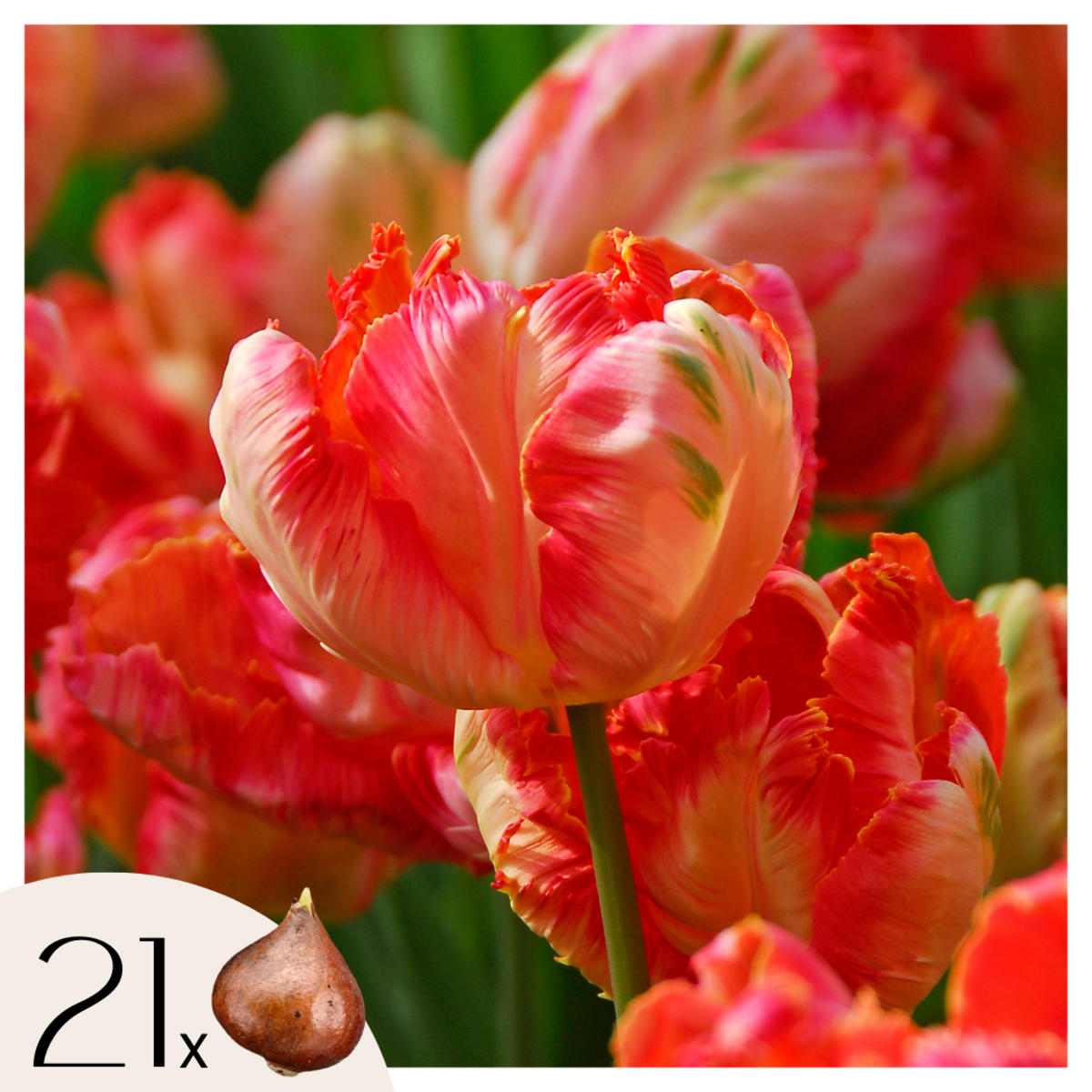 PLANT IN A BOX Tulipe - Set de 21 - Tulipa 'Apricot Parrot' - Bulbes à fleurs - Rose