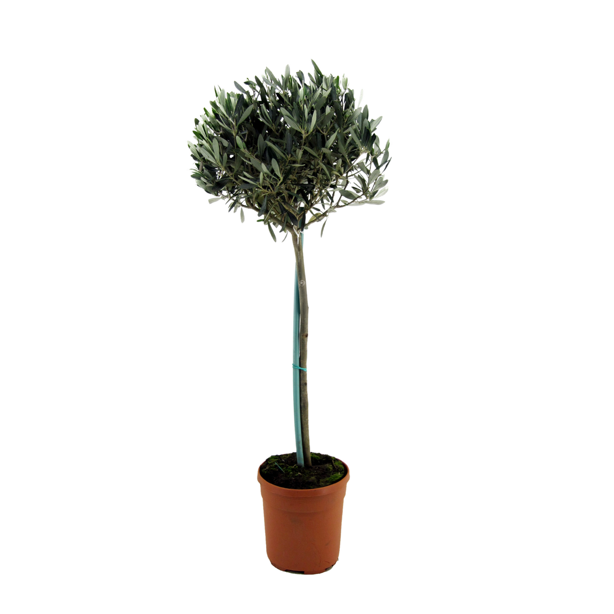 PLANT IN A BOX Olivier - Olea europaea - Hauteur 155-170cm - ⌀27cm
