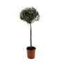 Voir la diapositive 1 : PLANT IN A BOX Olivier - Olea europaea - Hauteur 155-170cm - ⌀27cm