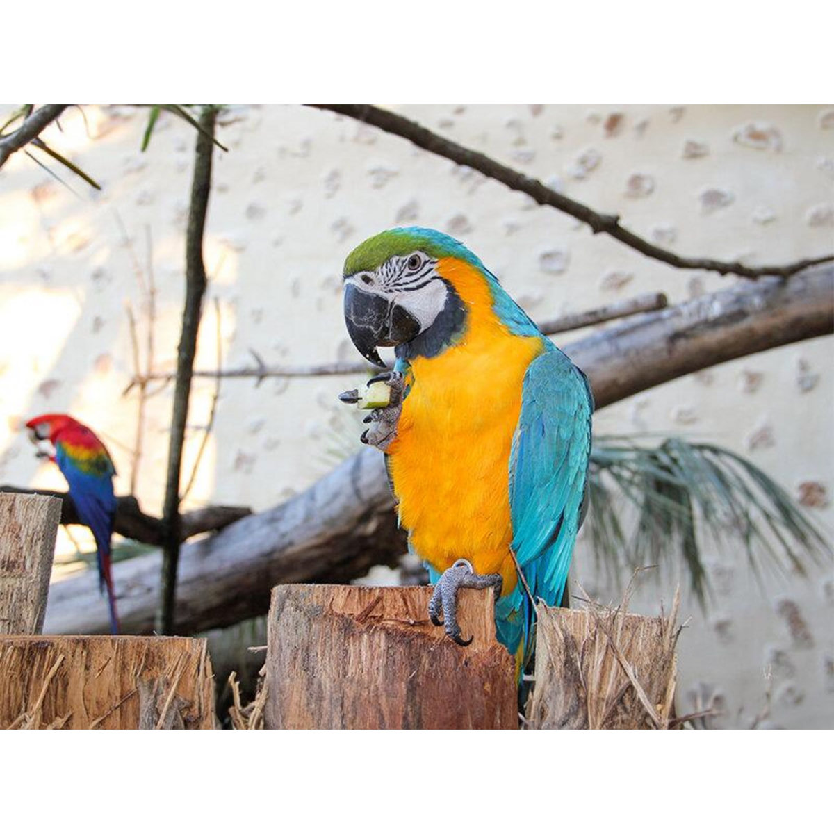 Smartbox Tanière Zoo Refuge : immersion avec les herbivores pour 2 personnes - Coffret Cadeau Multi-thèmes