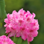 Voir la diapositive 3 : PLANT IN A BOX Buisson à fleurs - Set de 3 - Rhododendron roseum - Hauteur 25-40cm - ⌀9cm