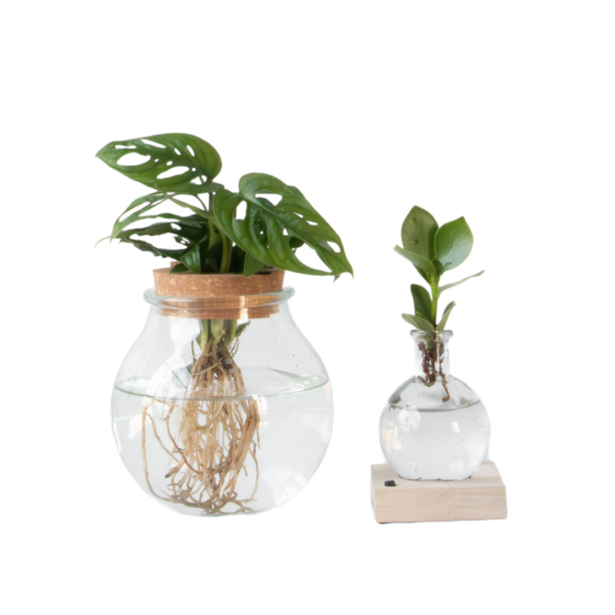 PLANT IN A BOX Mélange de plantes en verre - Set de 2 - Clusia, Monstera - H15-35cm - ⌀20cm