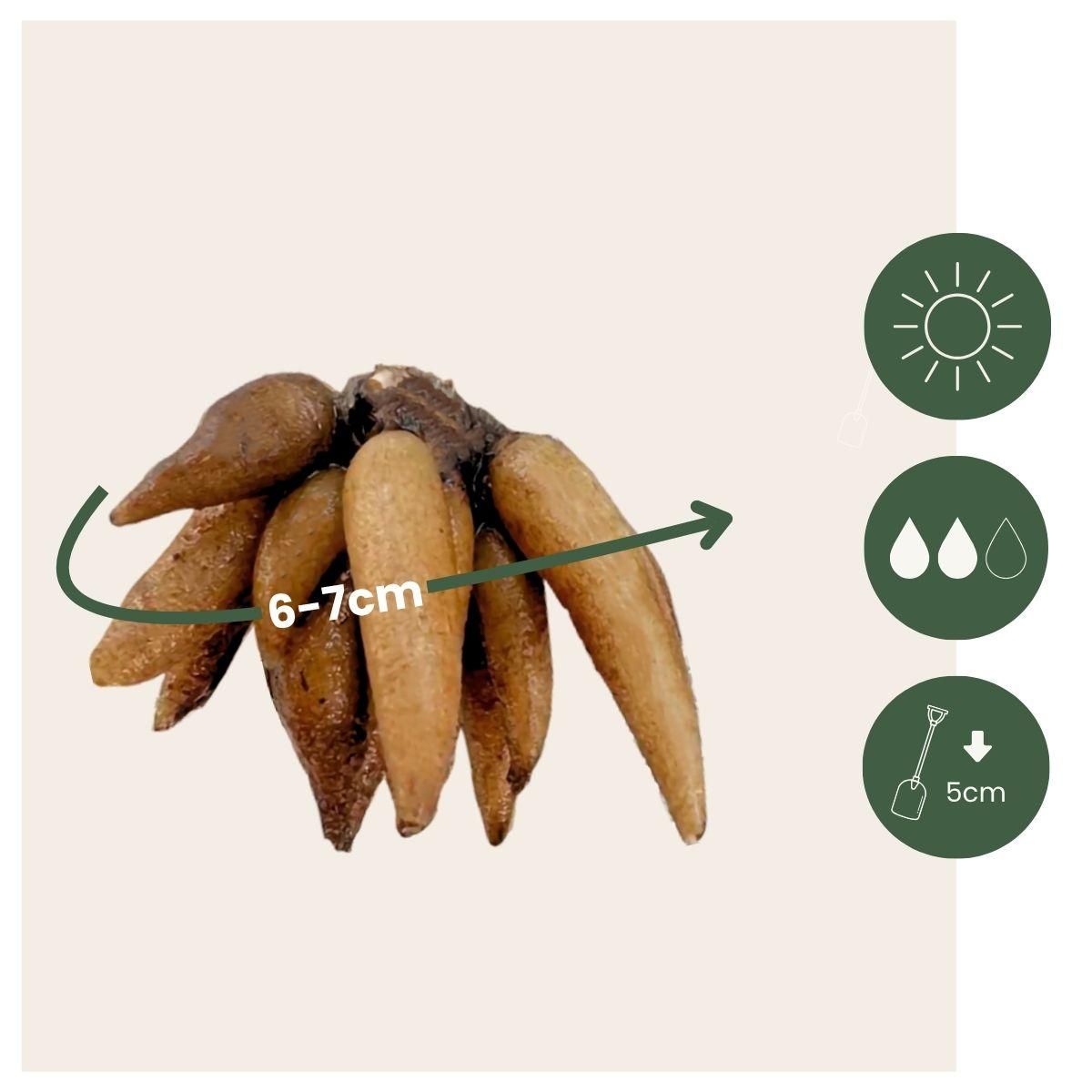 PLANT IN A BOX Renoncule - Set de 80 - Ranunculus - Bulbes à fleurs