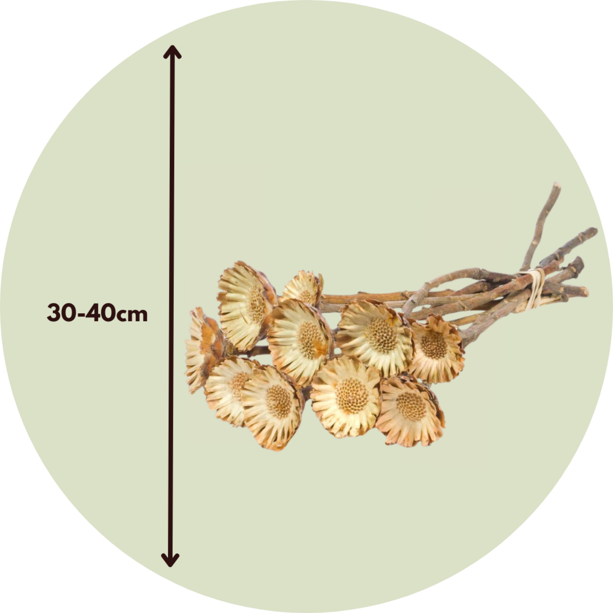 PLANT IN A BOX Fleurs séchées - Set de 10 - Bouquet 'Protea Compacta'