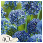 Voir la diapositive 1 : PLANT IN A BOX Ail d'ornement bleu - Allium 'Caeruleum' - Lot de 40 bulbes