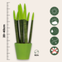 Voir la diapositive 2 : PLANT IN A BOX Sansevieria cylindrique - Hauteur 20-40cm - Pot 9cm
