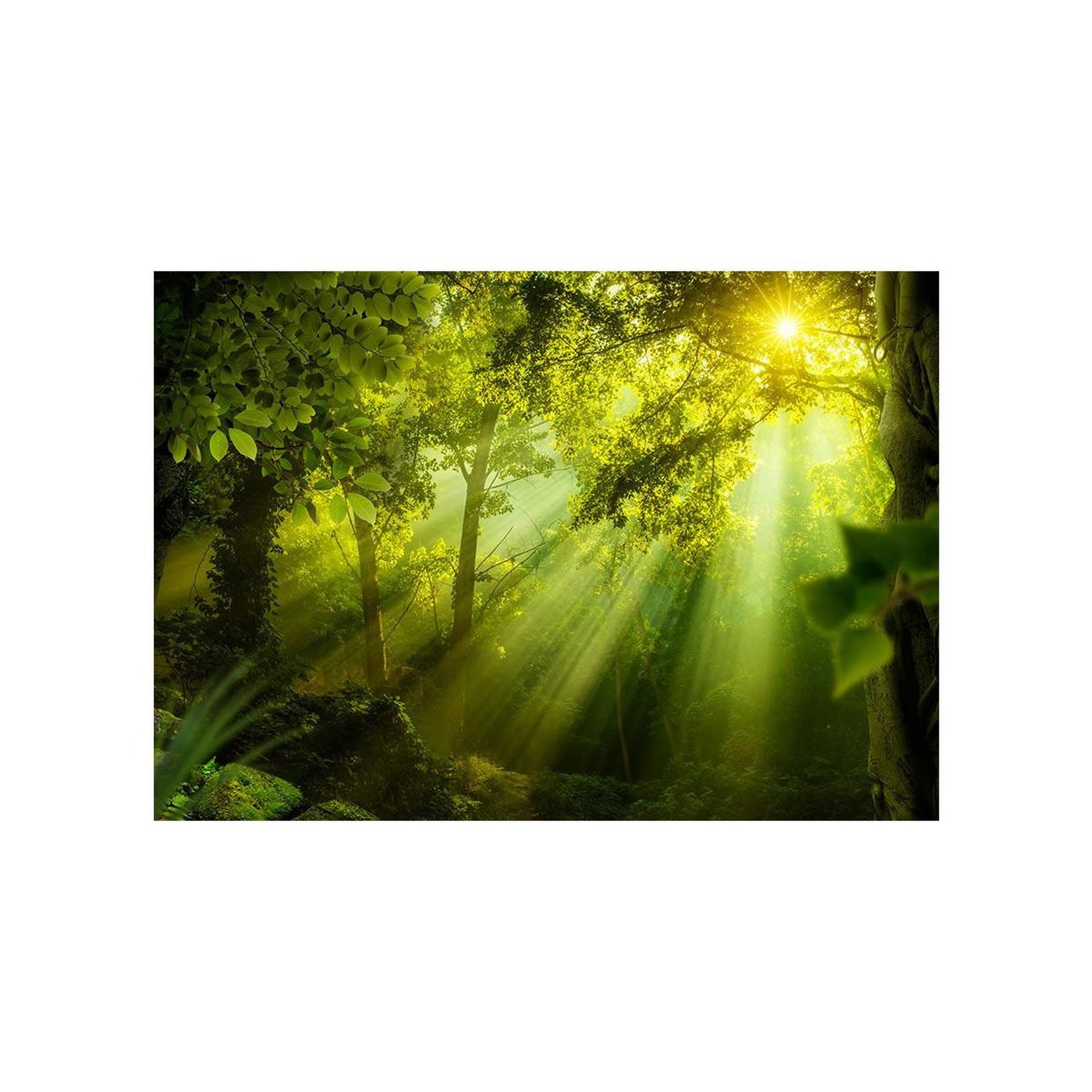 Voir la diapositive 2 : Paris Prix Papier Peint  In a Secret Forest