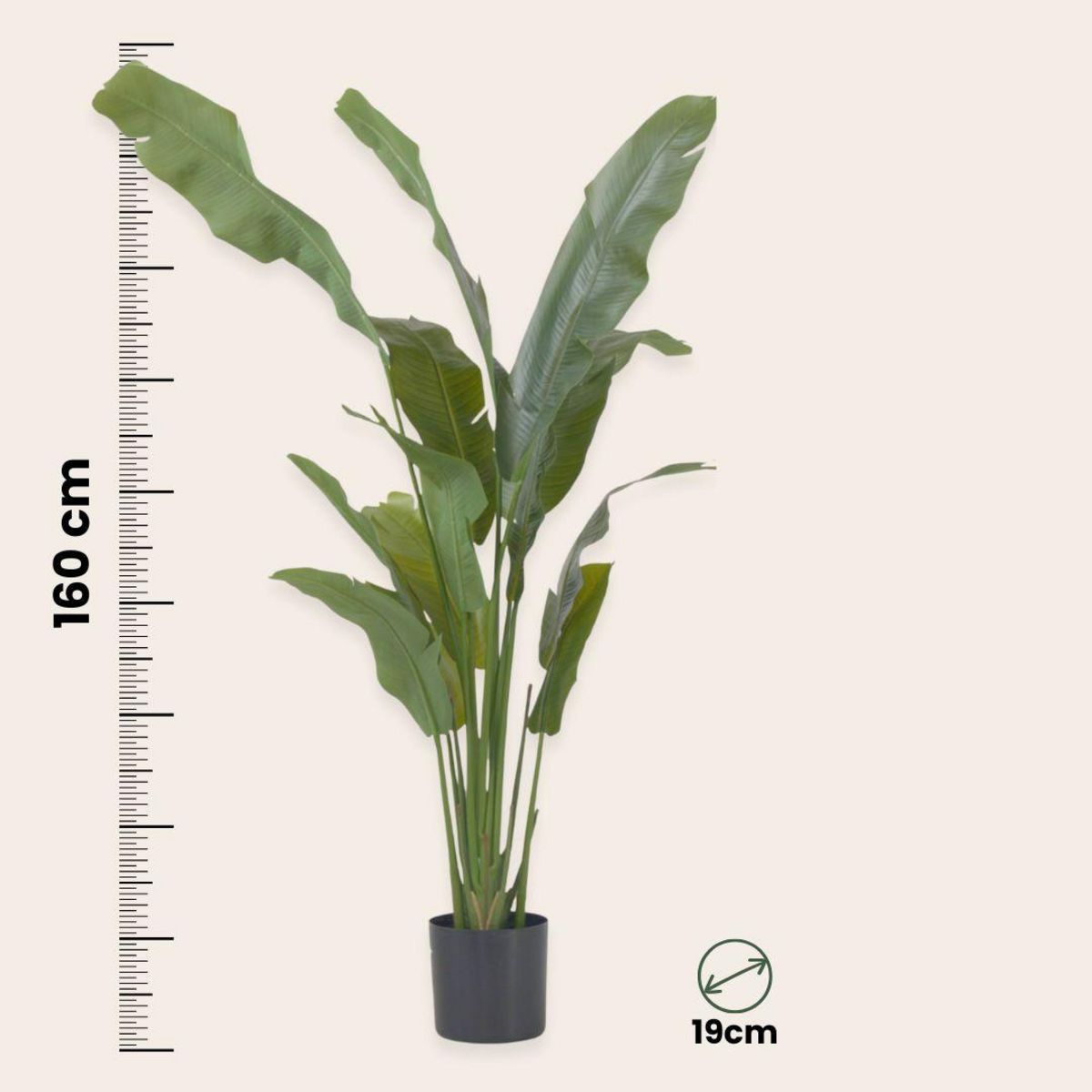 PLANT IN A BOX Strelitzia artificiel - Hauteur 160cm