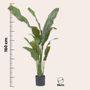 Voir la diapositive 2 : PLANT IN A BOX Strelitzia artificiel - Hauteur 160cm
