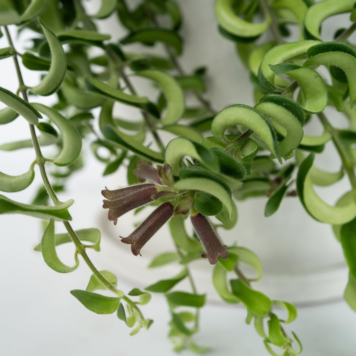 PLANT IN A BOX Plante rouge à lèvres - Set de 2 - Aeschynanthus pulcher - H20-30cm - ⌀15cm