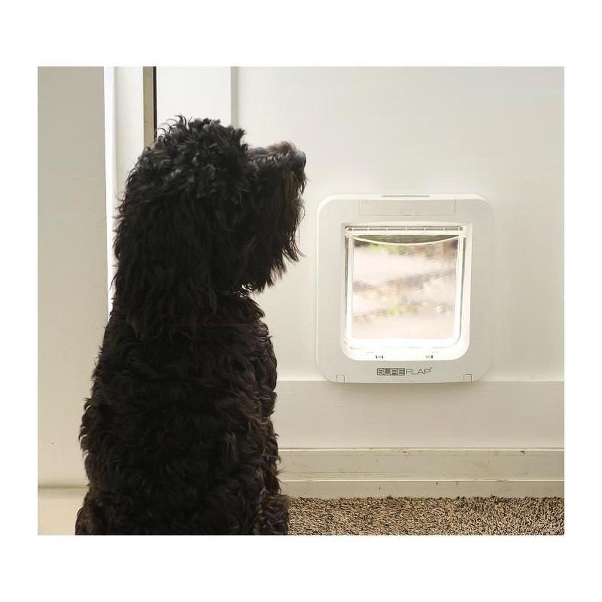 GENERIQUE SUREFLAP Grande chatiere a puce electronique blanc